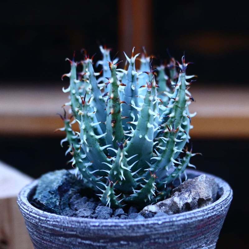 アロエ エリナケア／Aloe melanacantha ssp. var. erinacea