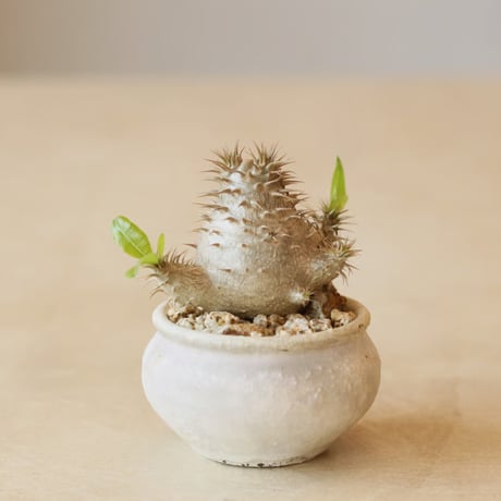 Pachypodium Makayense × Shin Tabata (3.5号)  no.322/58