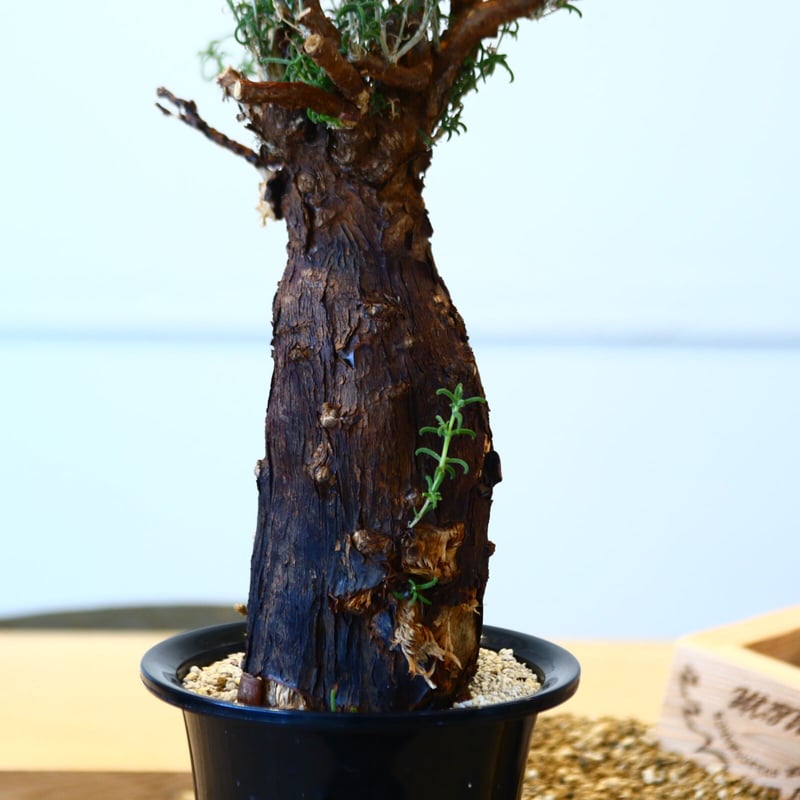 K*O様 メストクレマ★アルポリフォルメ★塊根植物★コーデックス★発根済み鉢ごと K*O様 メストクレマ☆アルポリフォルメ☆塊根植物☆コーデックス