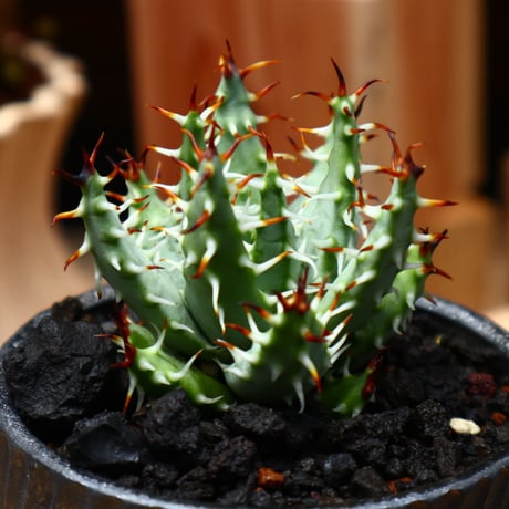 アロエ エリナケア／Aloe melanacantha ssp. var. erinacea  no.71008