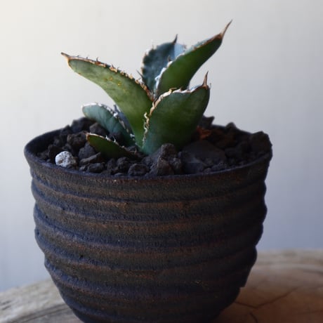 アガベ   シエラ   Agave titanota Sierra    no.40711