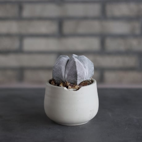 Astrophytum myriostigma 'Onzuka' × N/OH (3号)  no.510/61