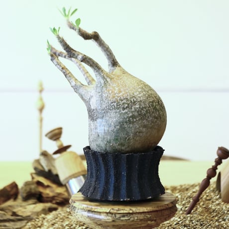 パキポディウム  グラキリス / Pachypodium  gracilius   no.52106