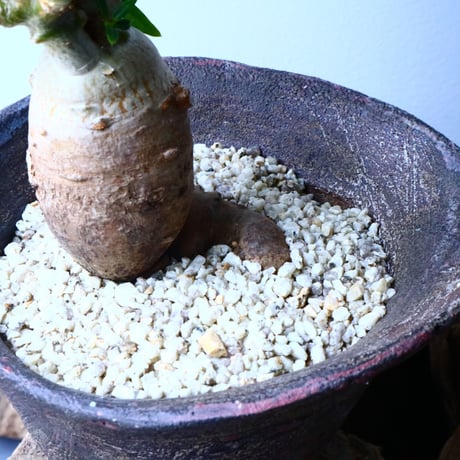 パキポディウム ビスピノーサム  Pachypodium bispinosum No.008