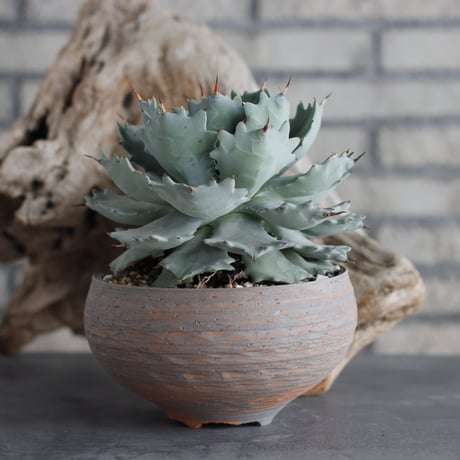 Agave Isthmensis × N/OH (5.5号)  no.629-38