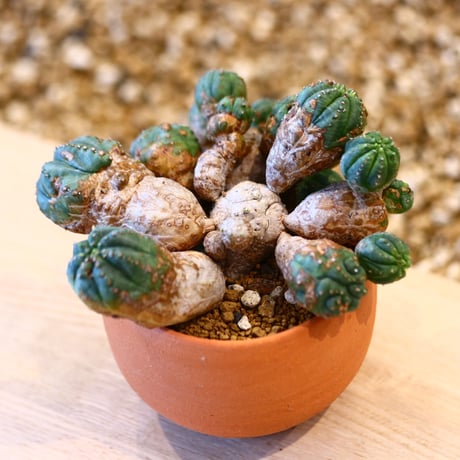 N/OH × Euphorbia obesa hyb.   no.61807