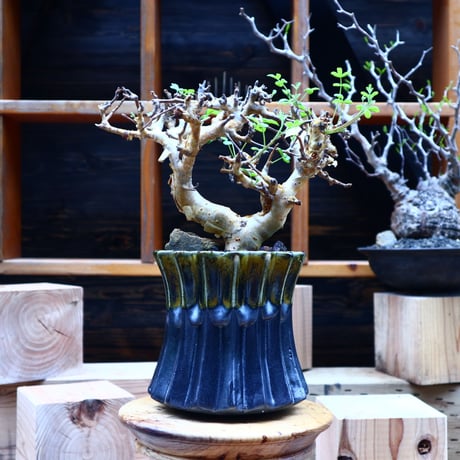 コミフォラ   ストックシアナ／Commiphora stocksiana  no.53043