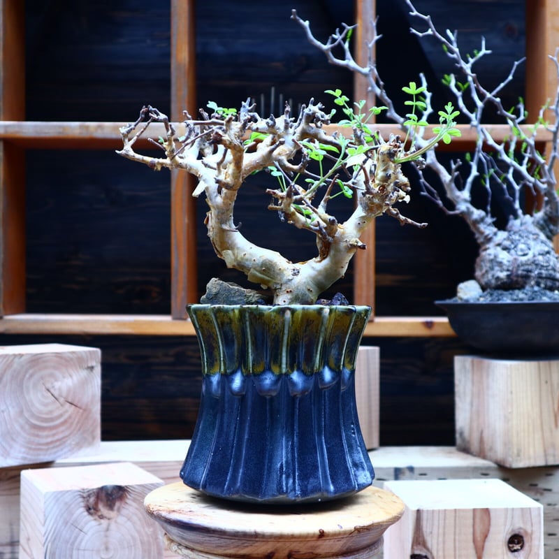 コミフォラ ストックシアナ／Commiphora stocksiana no.53043