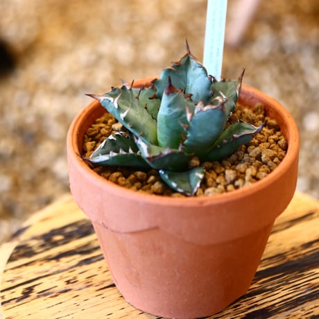 【9/9入荷未発根未活着ベアルート植込み】 Agave titanota 姫厳竜 no.91763