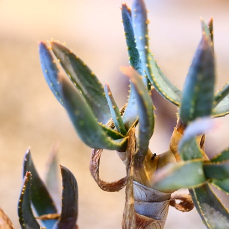Aloe ramosissima × YAMABACHI   no.31018