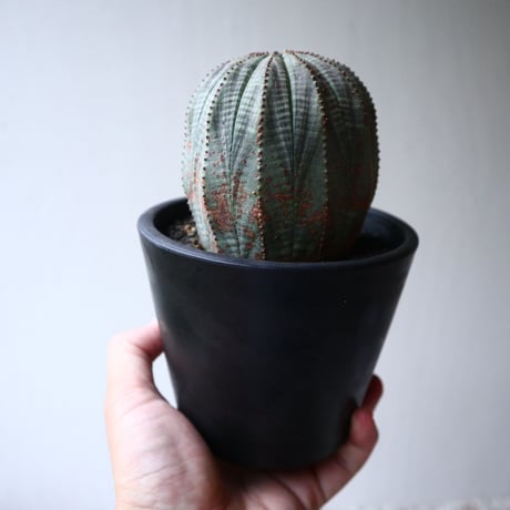 ユーフォルビア  オベサ  Euphorbia obesa  no.101408