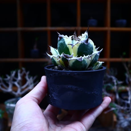アガベ チタノタ スナグルトゥース／Agave Titanota Snaggle Tooth     no. 90508