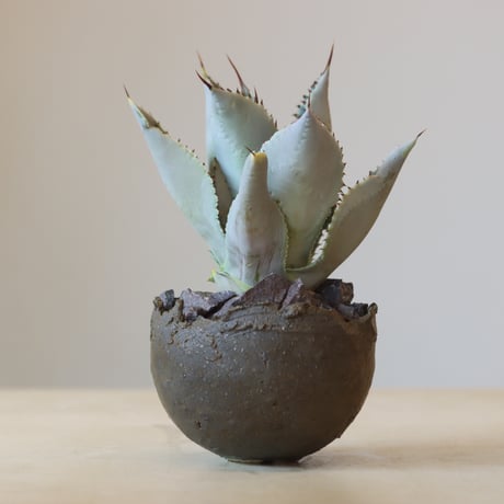 Agave Dragon Toes × takero pot　no. 309-12