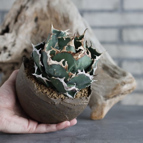 Agave titanota personal collection × takero pot (4.5号)  no.629-44