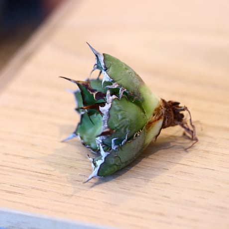 'ハルコイ´セット (N/OH × Agave titanota "FO-076)  no.30372