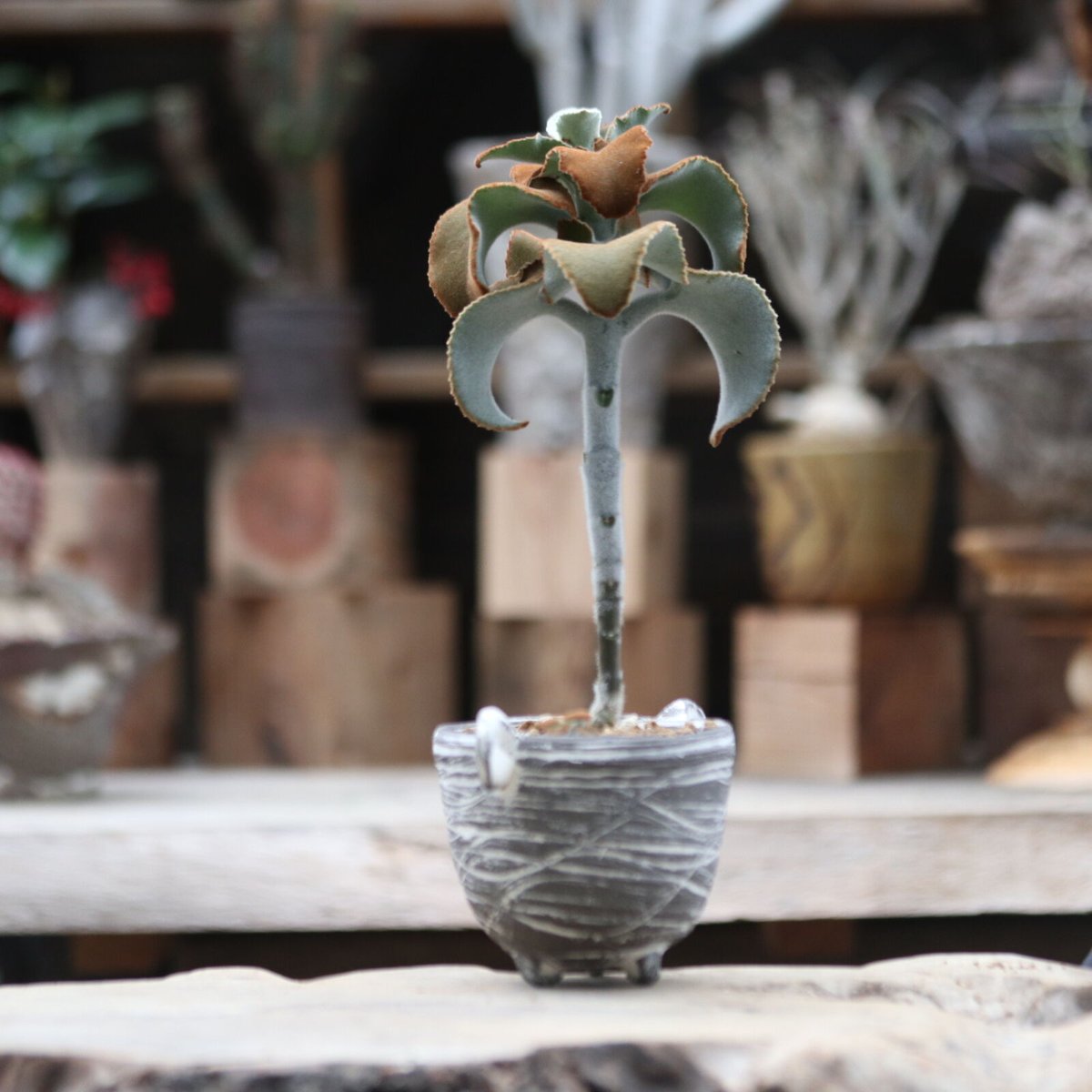 カランコエ ベハレンシス 仙女の舞／Kalanchoe beharensis no