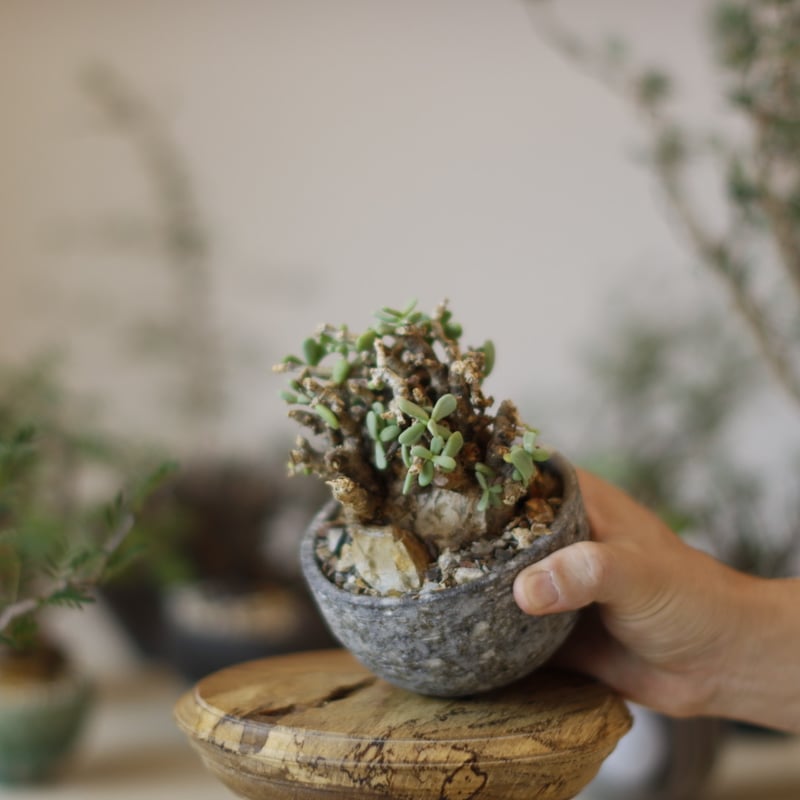 ケラリア ピグマエア（発根済） 丸型 たけろうポット ケラリア