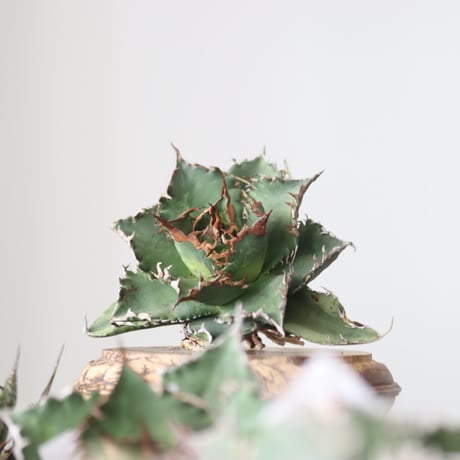 Agave titanota solareclipse / Style of Chika　no.42143