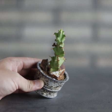 Euphorbia tortirama  × takero pot (2号) no.907-53