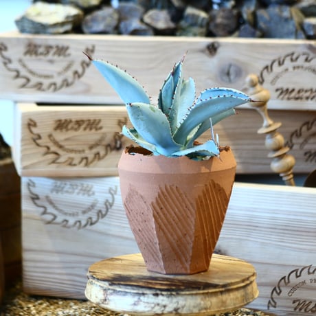 Agave Dragon Toes × N/OH　no. 107122