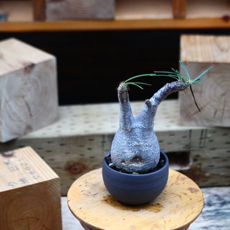 パキポディウム  グラキリス／Pachypodium  gracilius       no.82222