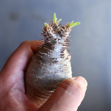 パキポディウム グラキリス 抜苗  Pachypodium rosulatum var. gracilius no.100622