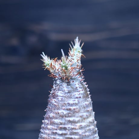 パキポディウム  グラキリス   Pachypodium  gracilius       no.30704