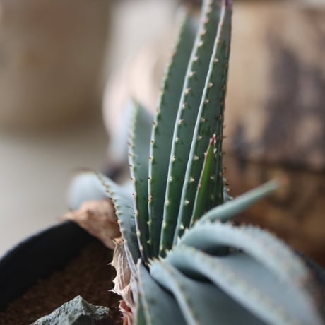 Aloe suprafoliata × ヒューマニティオリジナルポット ヤクモ no.51947