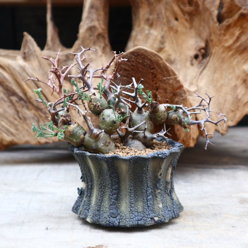 ペラルゴニウム クリズミフォリウム / Pelargonium crithmifolium