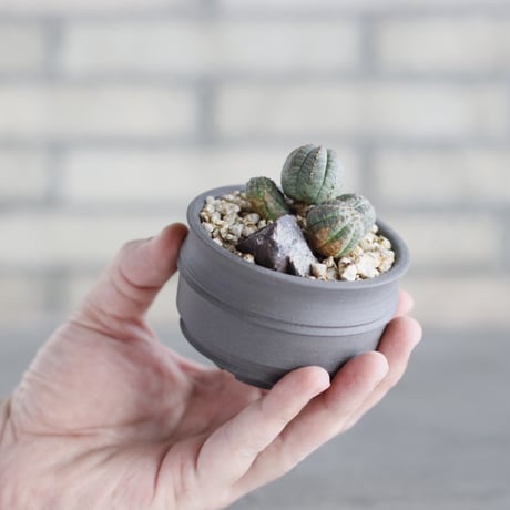 Euphorbia obesa  × takero pot (2.5号)  no.621/65