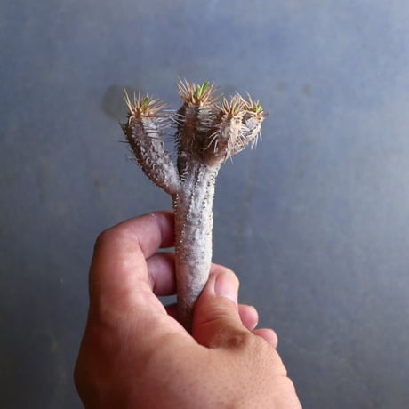 ユーフォルビア   ギラウミニアナ  Euphorbia guillauminiana  no.100606