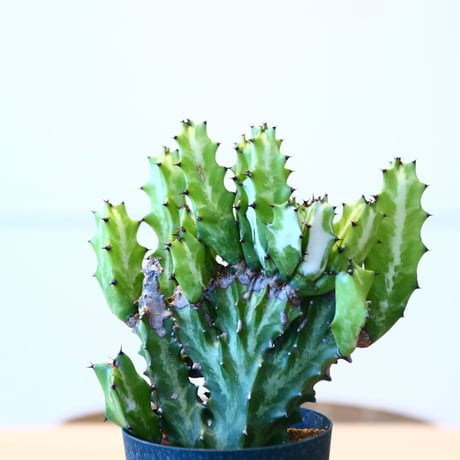 ユーフォルビア マカイキリン / Euphorbia triangularis  no.51421