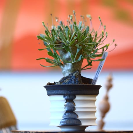 STORES 塊根植物の検索結果