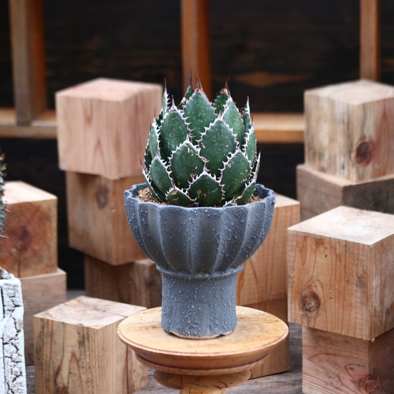 アガベ ホリダ / Agave horrida no.31956 | 芽の巣山