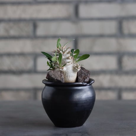 Pachypodium 恵比寿大黒 × N/OH (2.5号)  no.817-39