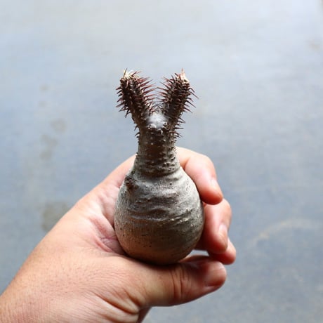パキポディウム グラキリス 抜苗  Pachypodium rosulatum var. gracilius no.92922