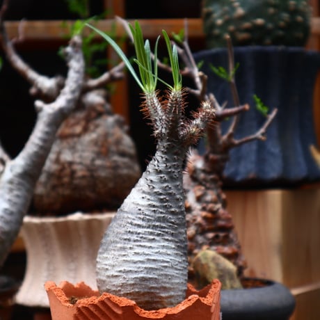 パキポディウム  グラキリス／Pachypodium  gracilius    no.71019