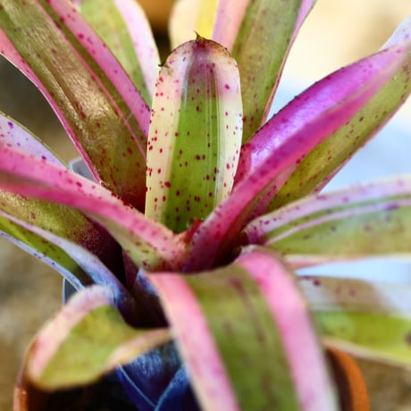 Neoregelia carolinae × YAMABACHI     no.10791