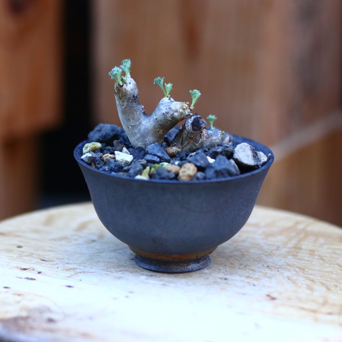 ち*む様 サルコカウロン ムルチフィズム 特大株 / w46cm】サルコカウロン ムルチフィズム［No.06］ × 根本峻吾