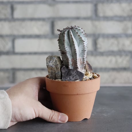 Euphorbia polygona × YAMABACHI (3号)  no.628/72