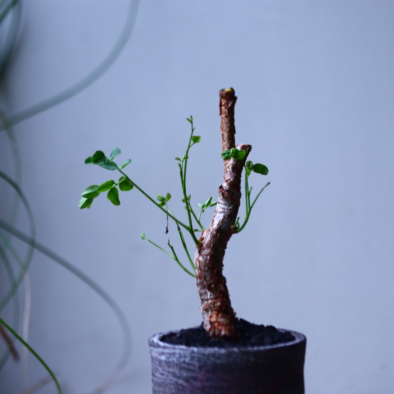 デロニクス プミラ Delonix pumila no.101826 | 芽の巣山