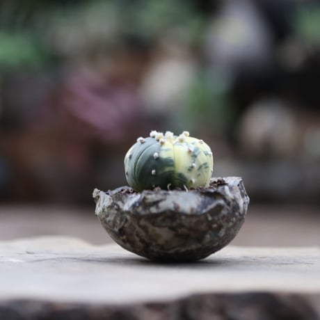 アストロフィツム  兜錦／Astrophytum asterias f. variegata  no.103003