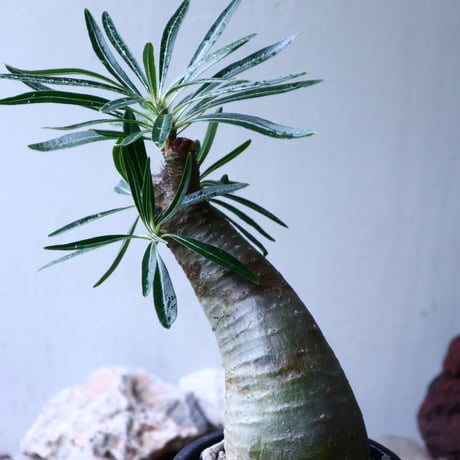 パキポディウム グラキリス   Pachypodium rosulatum var. gracilius no.102733