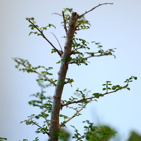 YAMABACHI ver. takero pot  × Operculicarya decaryi  no.102249