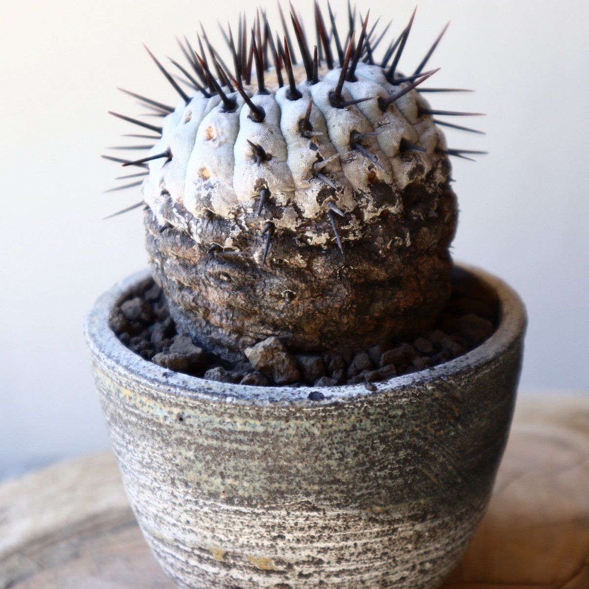 コピアポア シネレア アルバム 孤竜丸 コピアポア 孤竜丸 Copiapoa sinerea var.columna-alba 木質化