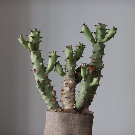 Euphorbia tortilis × Kika Suzuki / PLANETX (5号)  no.511/15