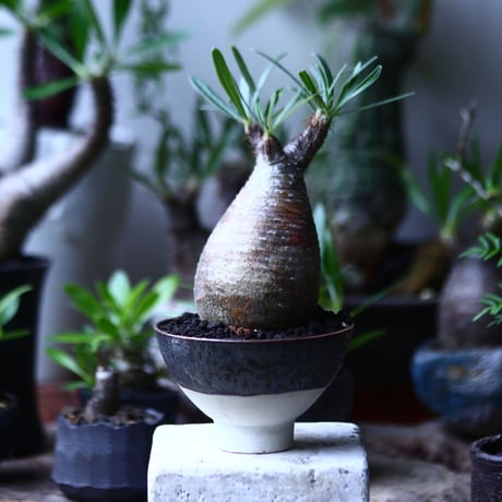 パキポディウム グラキリス   Pachypodium rosulatum var. gracilius no.71909