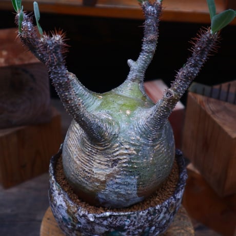 パキポディウム  グラキリス／Pachypodium  gracilius   no.80752