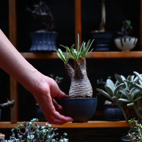 パキポディウム  グラキリス／Pachypodium  gracilius       no.91913