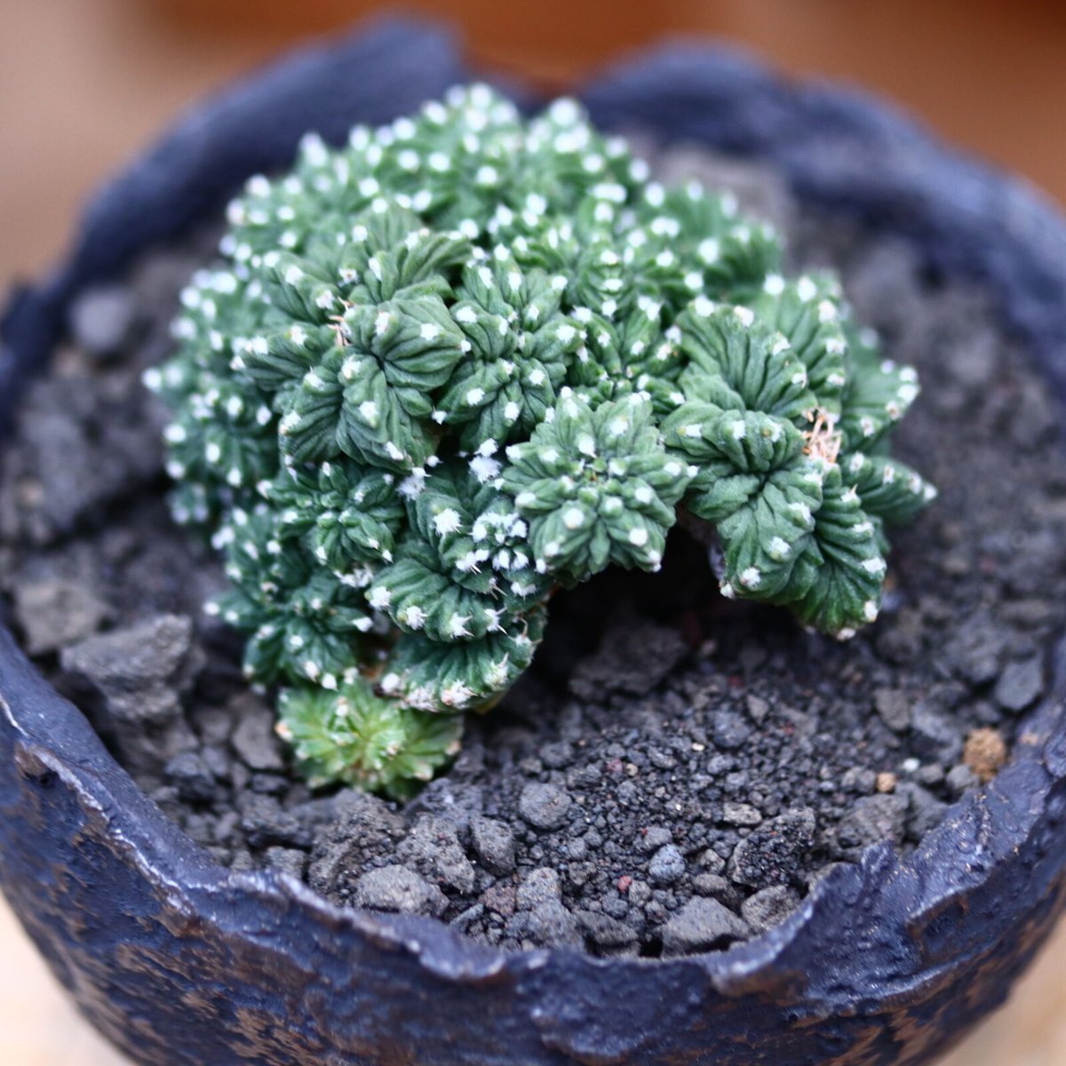 アズテキウム 花籠 (Aztekium ritteri) isla del pescado - Aztekium ritteri-アズテキウム・リッテリ
